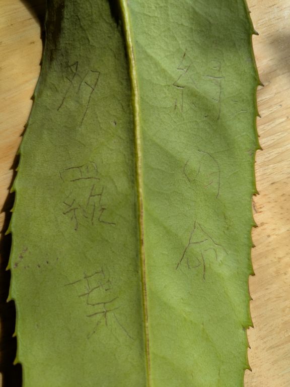 多羅葉樹の鉢植え