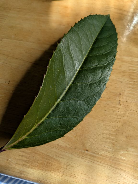 多羅葉樹の鉢植え