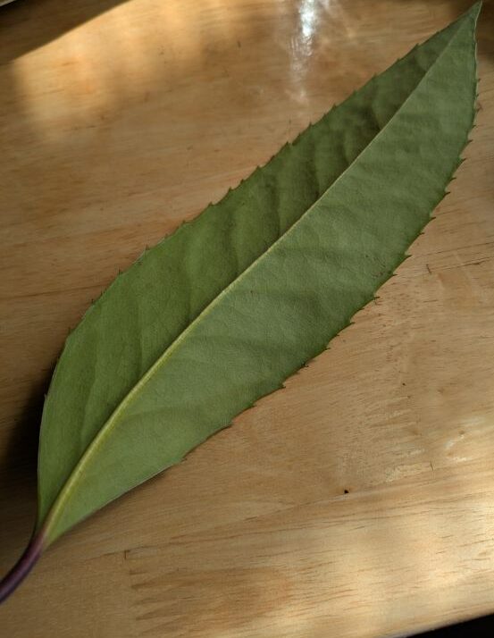 多羅葉樹の鉢植え