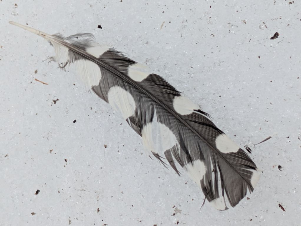 エゾアカゲラの風切り羽