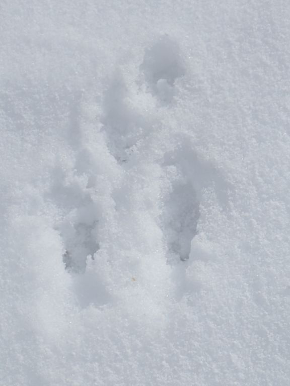 野ウサギの足跡