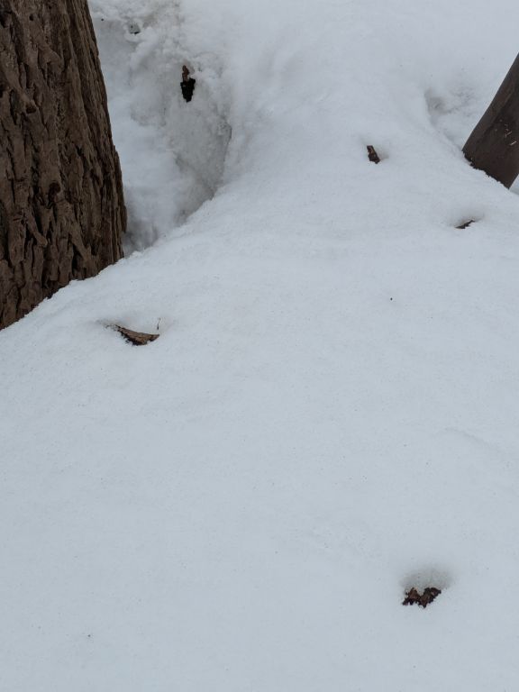 エゾアカゲラが散らした木片