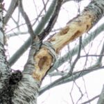 キツツキの食事跡