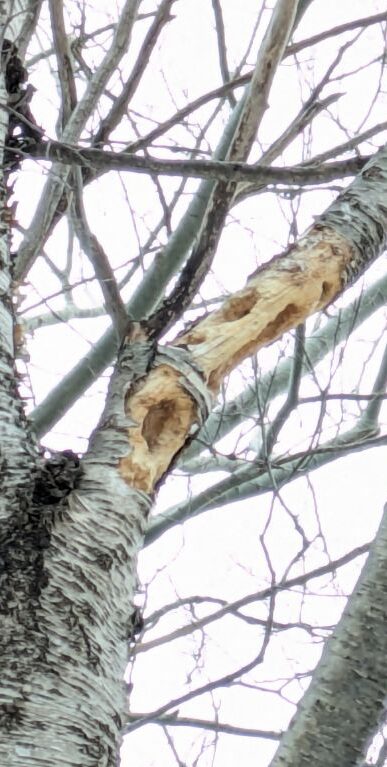 キツツキの食事跡