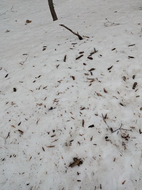 キツツキの食事跡