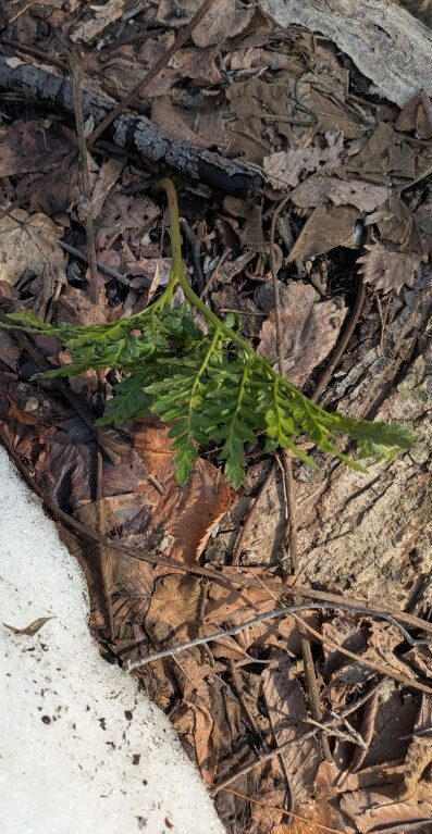 フユノハナワラビ