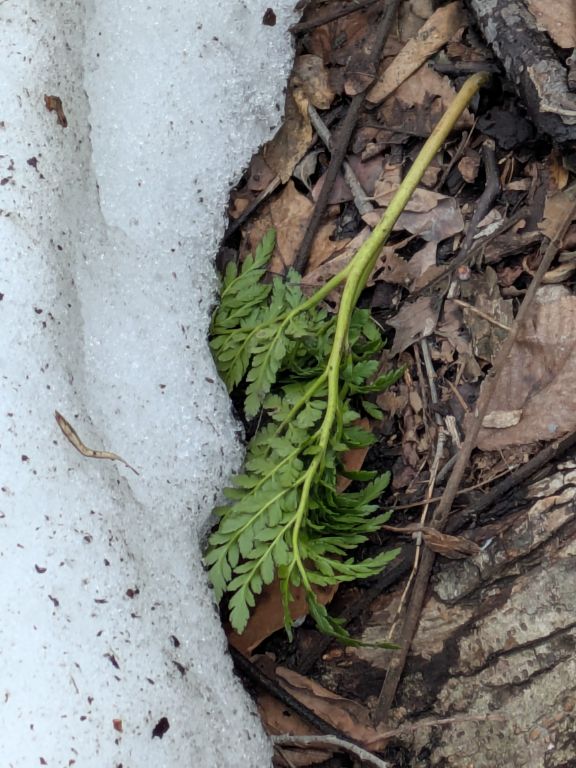 フユノハナワラビ