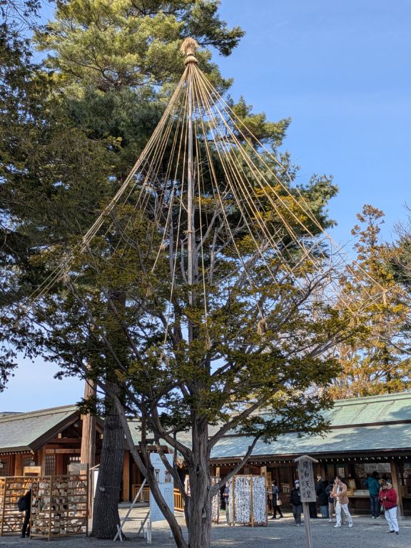 冬囲い 吊り 北海道神宮