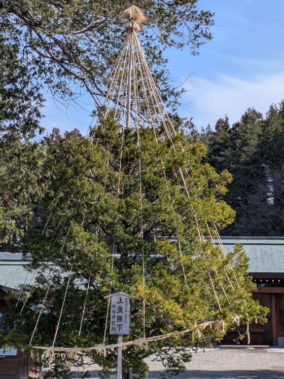 冬囲い 吊り 北海道神宮