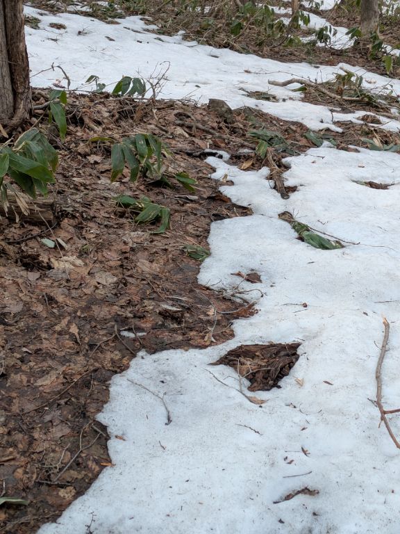 雪解けの森