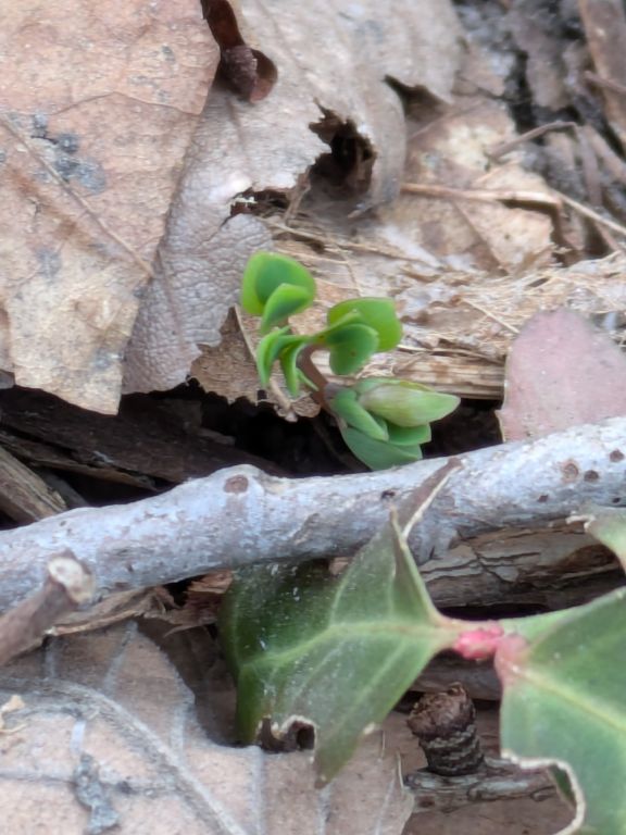 エゾエンゴサク