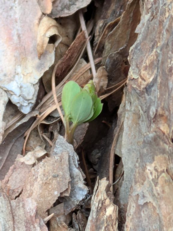 エゾエンゴサク