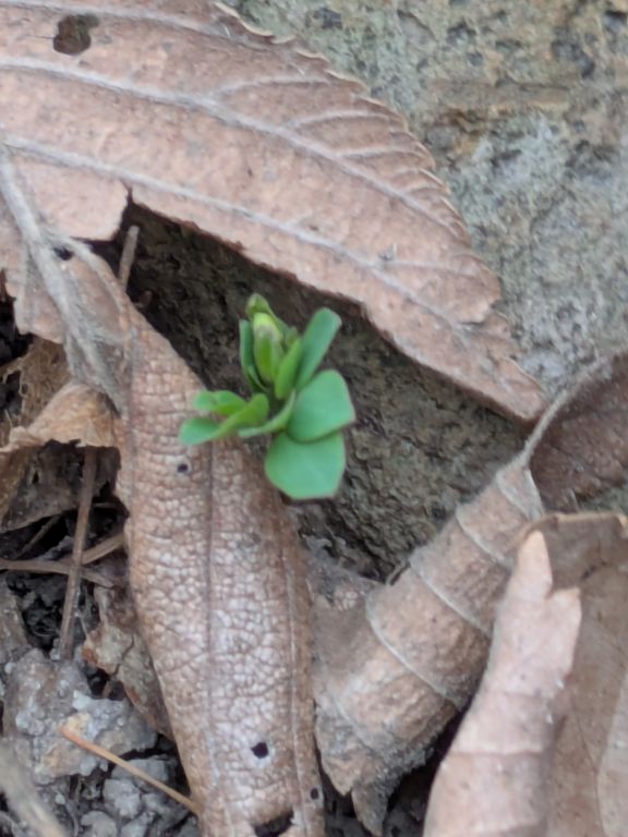 エゾエンゴサク