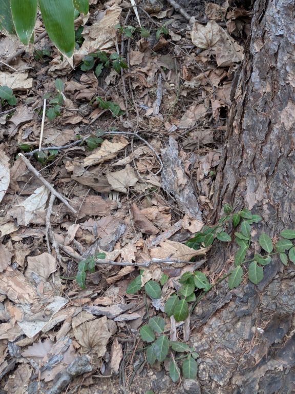 エゾエンゴサク