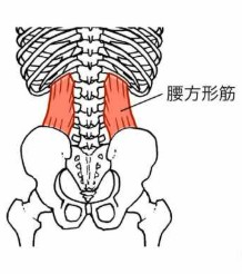 腰方形筋