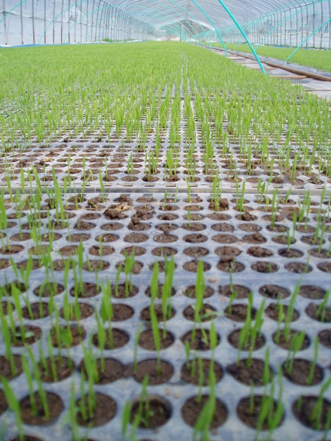 水稲苗