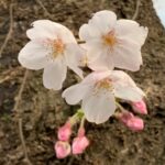 ソメイヨシノ　開花宣言