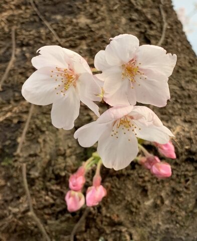 ソメイヨシノ　開花宣言