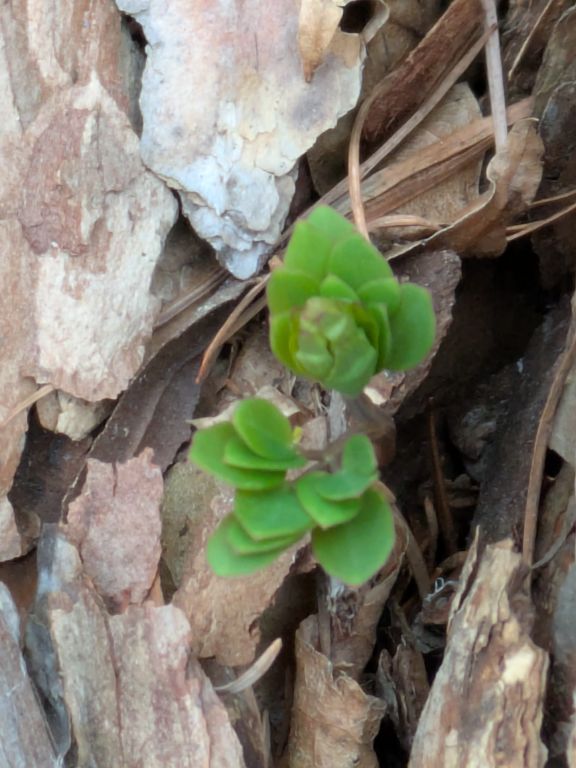 エゾエンゴサク