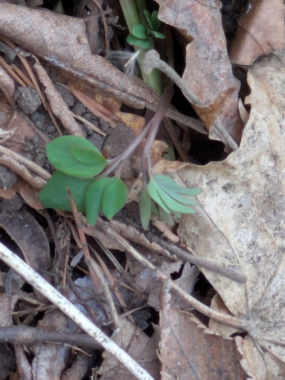 エゾエンゴサク