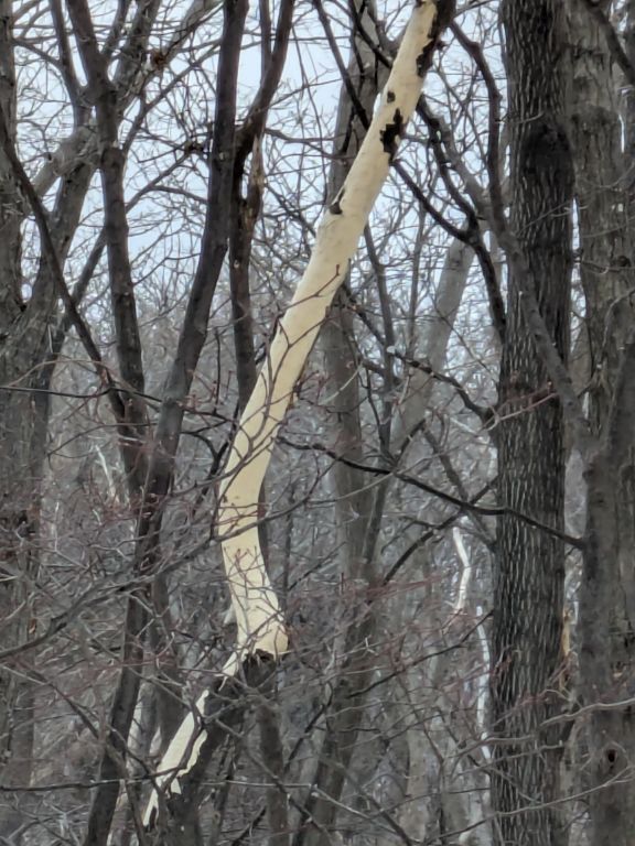 エゾシカの食害