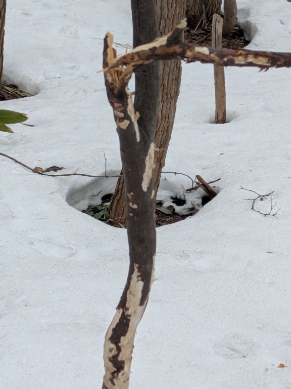 エゾシカの食害