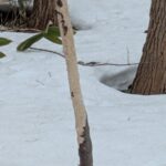 エゾシカの食害