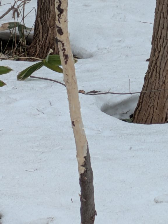 エゾシカの食害