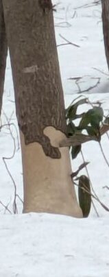 エゾシカの食害