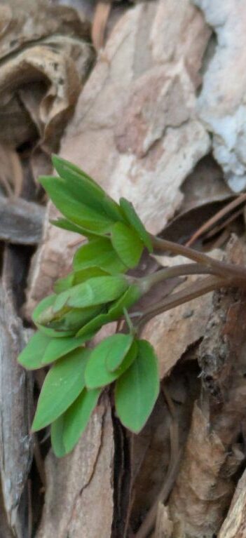 エゾエンゴサク