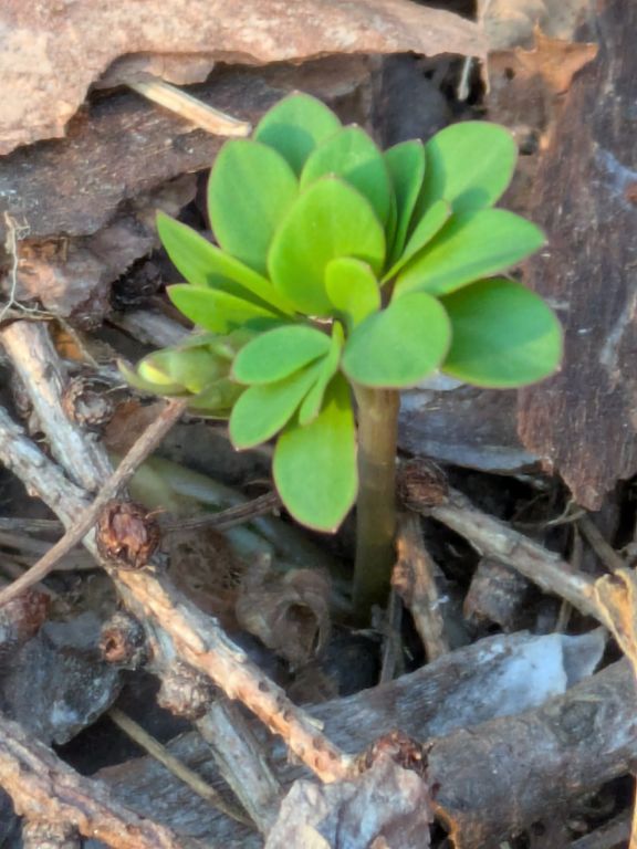 エゾエンゴサク