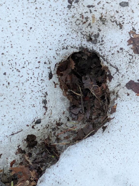 残雪と野ネズミの冬通路