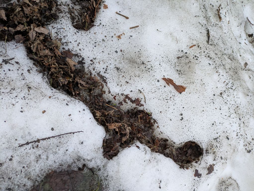 残雪と野ネズミの冬通路