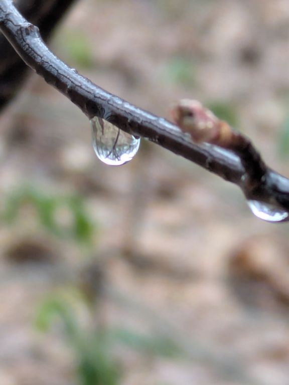 木の芽起こしの雨