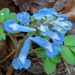 エゾエンゴサク