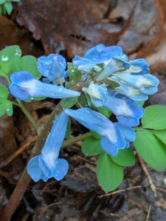 エゾエンゴサク