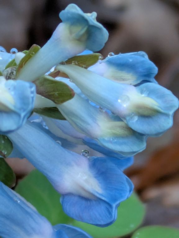 エゾエンゴサク