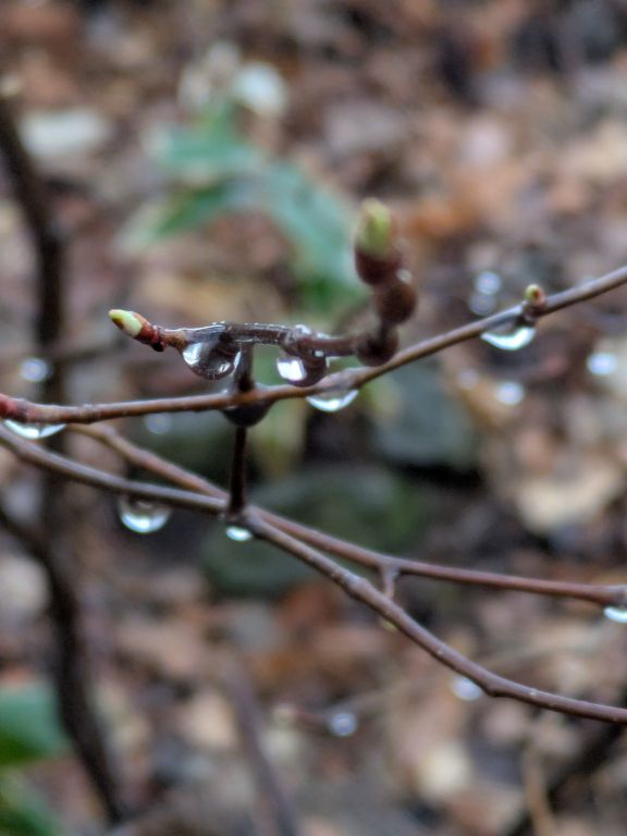 木の芽起こしの雨