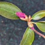 石楠花　エイプリルローズ