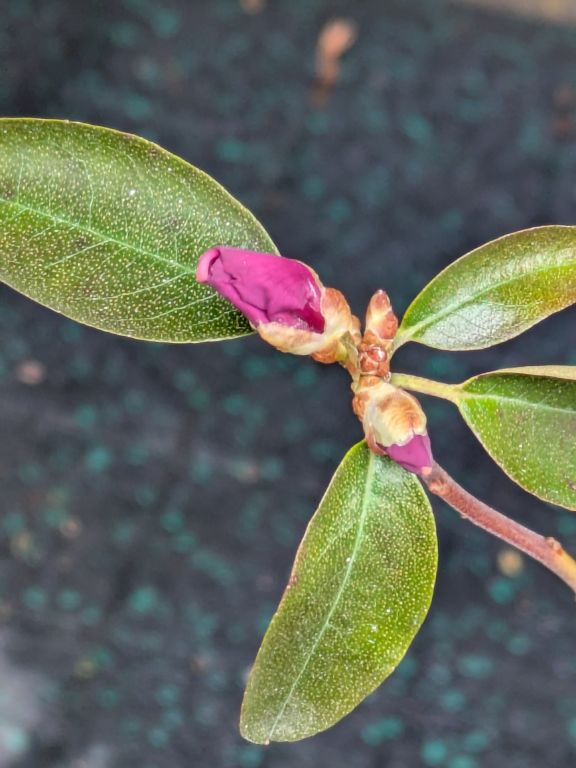石楠花 エイプリルローズ