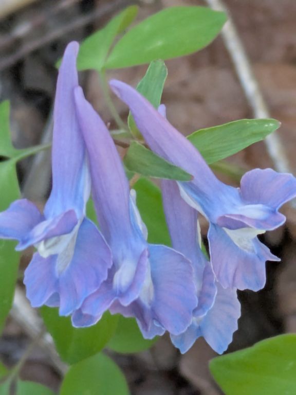 エゾエンゴサク