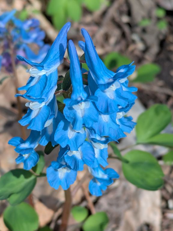 エゾエンゴサク