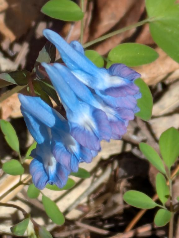 エゾエンゴサク