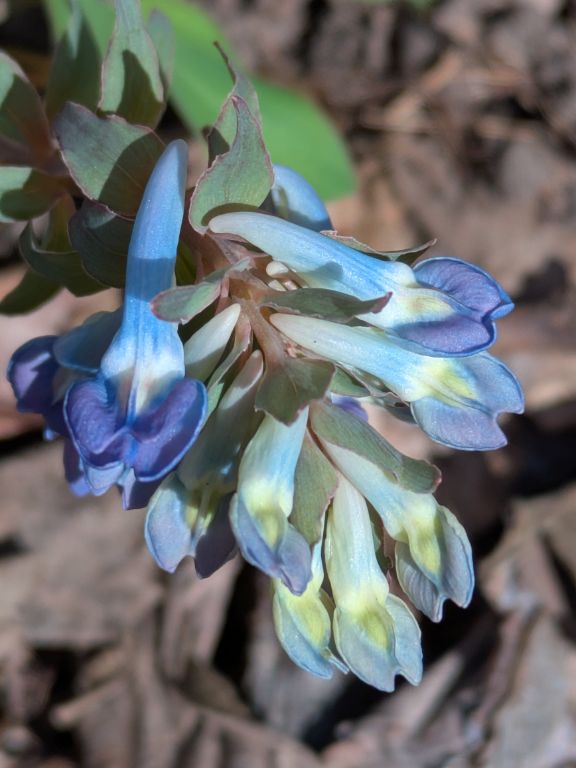 エゾエンゴサク