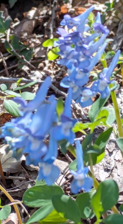 エゾエンゴサク