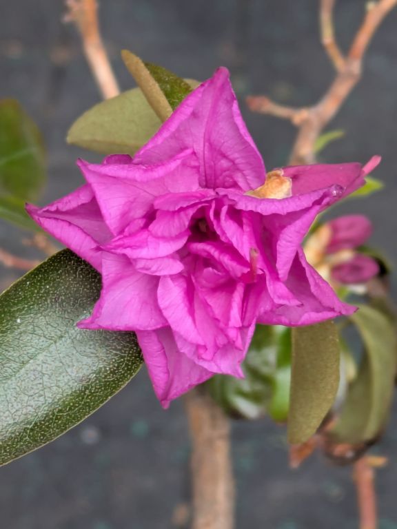 石楠花　エイプリルローズ