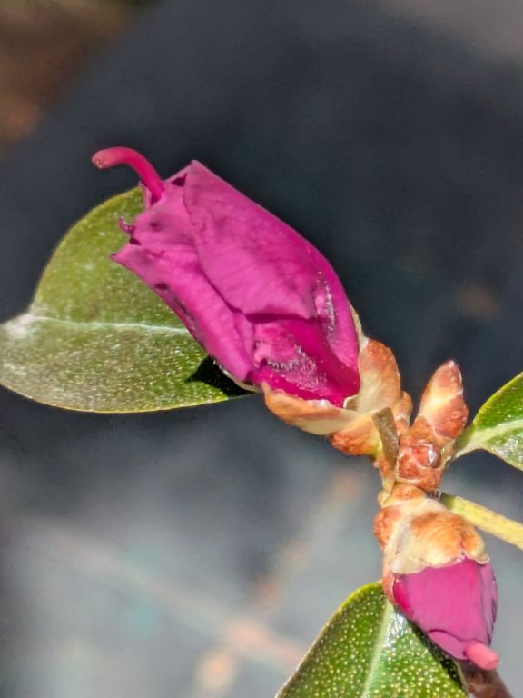 石楠花　エイプリルローズ