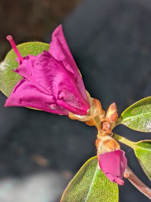 石楠花　エイプリルローズ