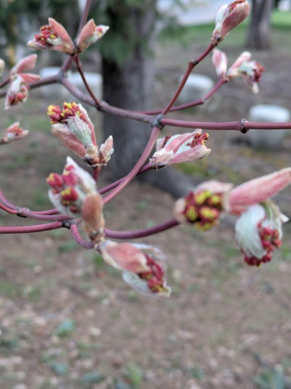 ハウチワカエデ