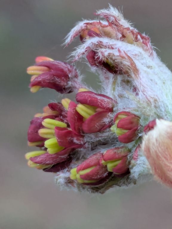 ハウチワカエデ